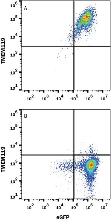 Detection of TMEM119 antibody in HEK293 Human Cell Line transfected with Human TMEM119 and eGFP antibody by Flow Cytometry