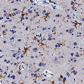 TMEM119 antibody in Human Brain Cortex Tissue by Immunohistochemistry (IHC-P).