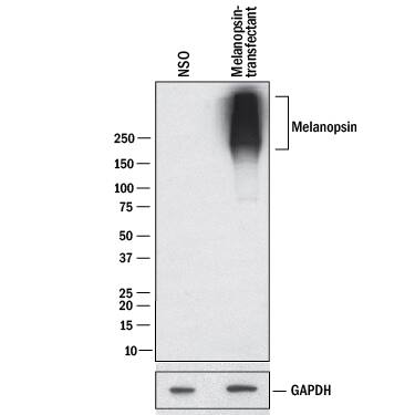 Detection of Human Melanopsin antibody by Western Blot.