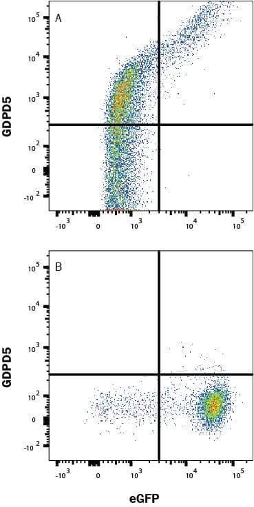 Detection of GDPD5 antibody in HEK293 Human Cell Line transfected with human GDPD5 and eGFP antibody by Flow Cytometry.