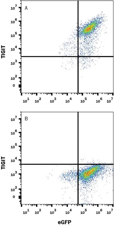 Detection of TIGIT antibody in HEK293 Human Cell Line transfected with Cynomolgus Monkey TIGIT and eGFP antibody by Flow Cytometry.