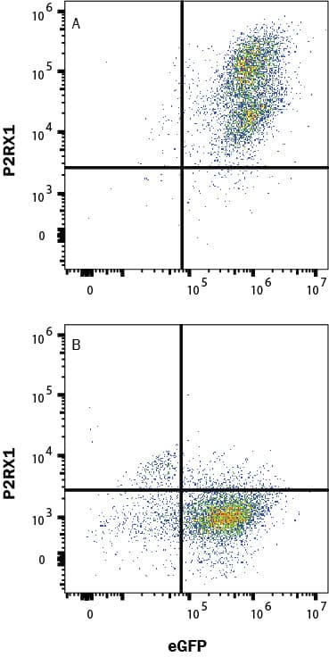 Detection of P2X1/P2RX1 antibody in HEK293 Human Cell Line transfected with Human P2X1/P2RX1 and eGFP antibody by Flow Cytometry