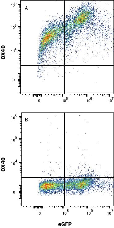 Detection of OX40/TNFRSF4 antibody in HEK293 Human Cell Line transfected with Human OX40/TNFRSF4 and eGFP antibody by Flow Cytometry