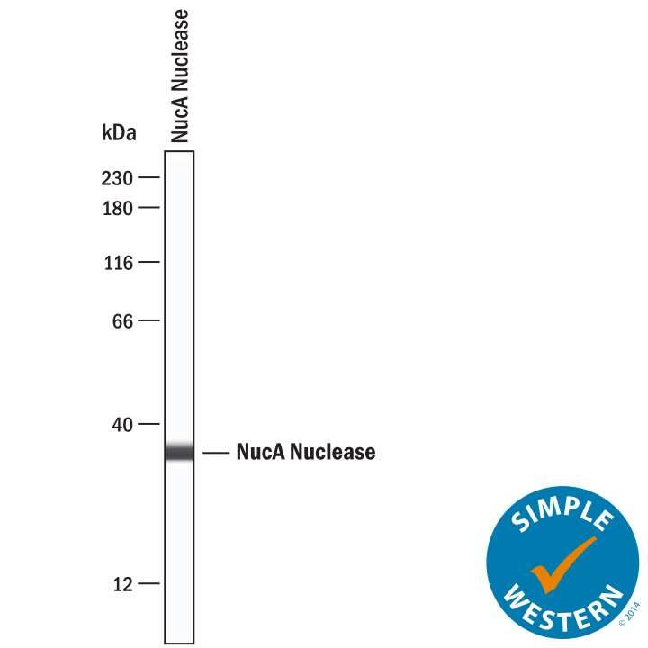 Detection of NucA nuclease by Simple WesternTM.
