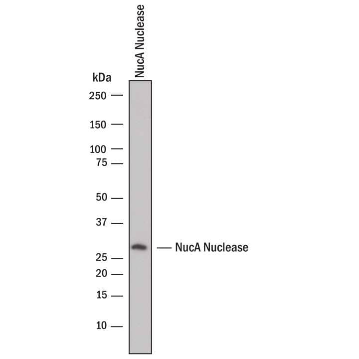 NucA nuclease