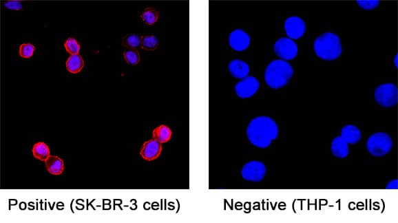 ErbB2/Her2 in SK-BR-3 Human Cell Line.