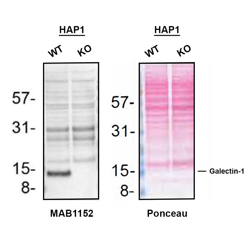 Western Blot Shows Galectin-1 Specificity Using Knockout Cell Line.