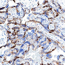 Detection of Cytokeratin 7 in Human Placenta.