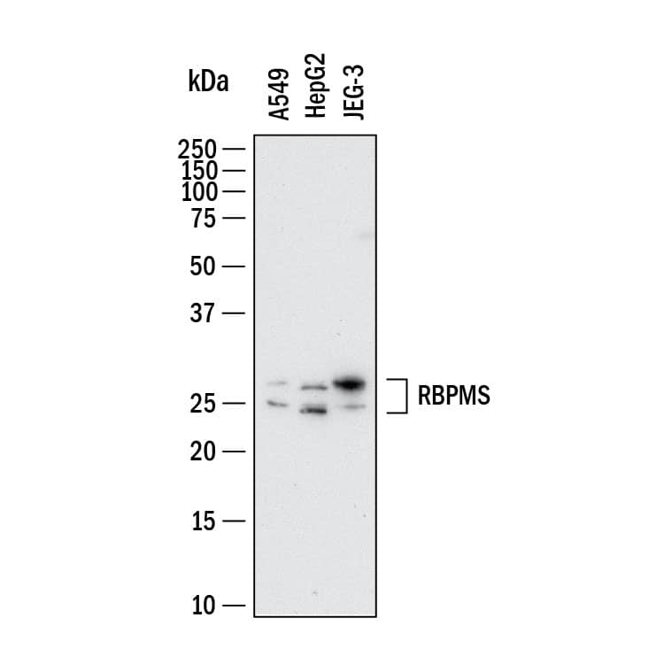 Detection of Human RBPMS by Western Blot.