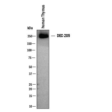 Detection of Human DEC-205/CD205 by Western Blot.