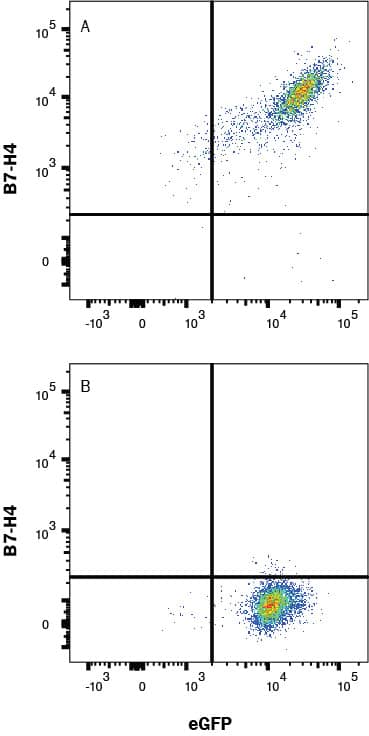 Detection of B7-H4 antibody in HEK293 Human Cell Line Transfected with Mouse B7-H4 and eGFP antibody by Flow Cytometry.