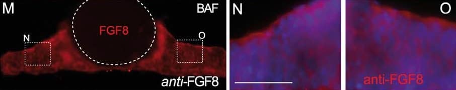 Detection of Human/Mouse FGF-8 by Immunohistochemistry