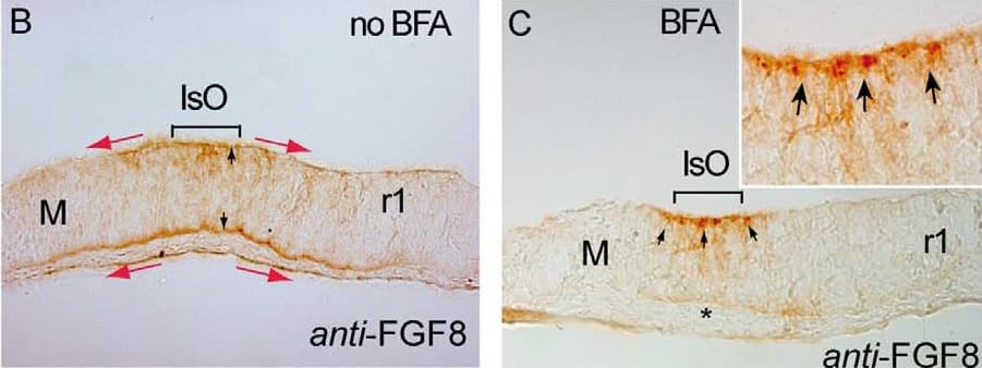 Detection of Human/Mouse FGF-8 by Immunohistochemistry