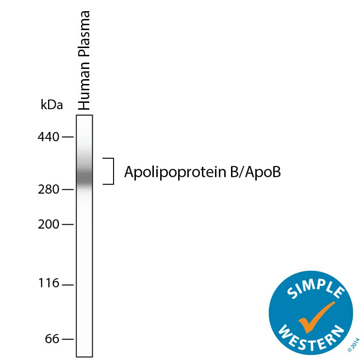 Human Apolipoprotein B/ApoB Antibody (MAB41242) By R&D Systems, Part Of ...