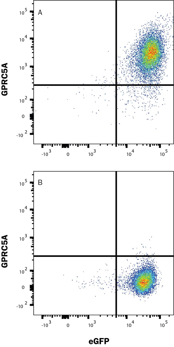 Detection of GPRC5A antibody in A549 Human Cell Line antibody by Flow Cytometry.