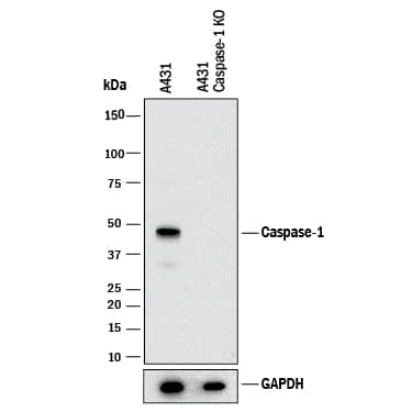 Western Blot Shows Human Caspase-1 Antibody Specificity by Using Knockout Cell Line.
