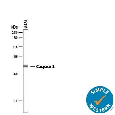 Detection of Human Caspase-1 antibody by Simple WesternTM.