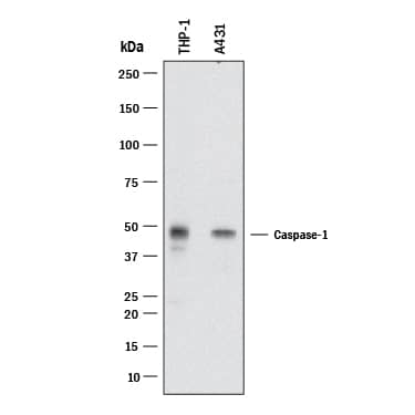 Detection of Human Caspase-1 antibody by Western Blot.