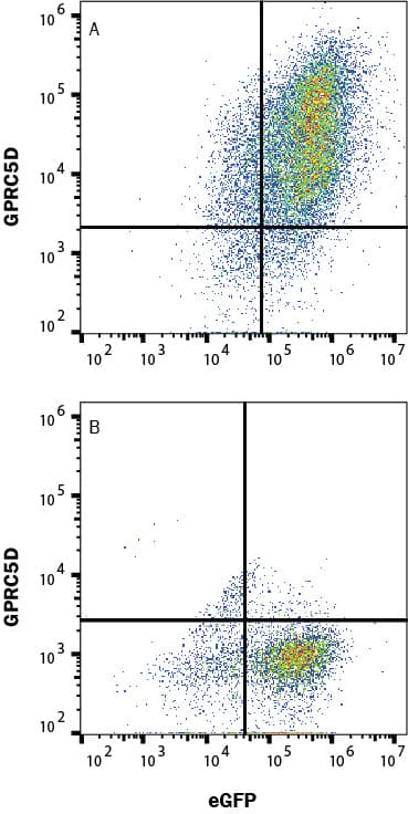 Detection of GPRC5D antibody in HEK293 Human Cell Line Transfected with Human GPRC5D and eGFP antibody by Flow Cytometry.