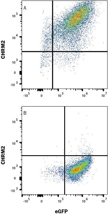 Detection of CHRM2 antibody in HEK293 Human Cell Line transfected with Human CHRM2 and eGFP antibody by Flow Cytometry