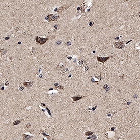 CHRM3 antibody in Human Brain (Cortex) Tissue by Immunohistochemistry (IHC-P).