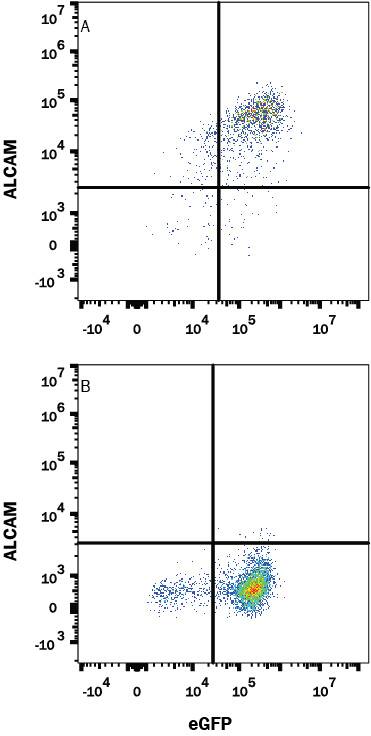Detection of ALCAM antibody in HEK293 Human Cell Line Transfected with Human ALCAM and eGFP antibody by Flow Cytometry.