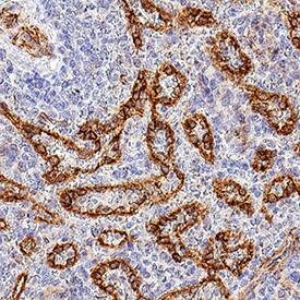 CD30 Ligand/TNFSF8 antibody in Human Spleen by Immunohistochemistry (IHC-P).
