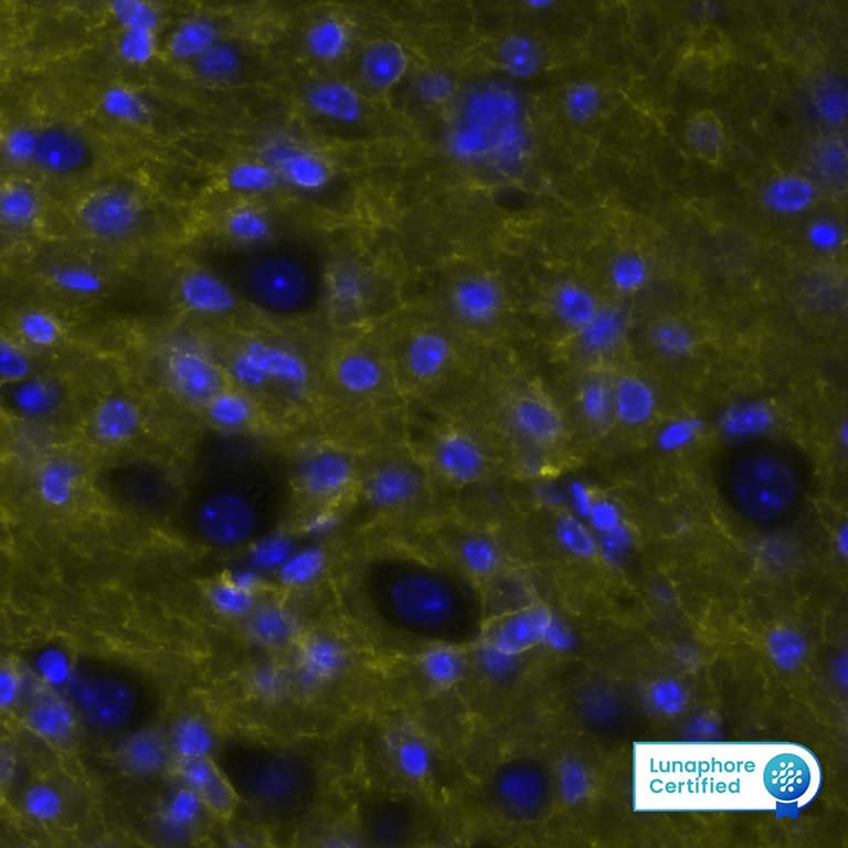 Detection of CD56/NCAM1 in Mouse Cerebellum via seqIF™ staining on COMET™