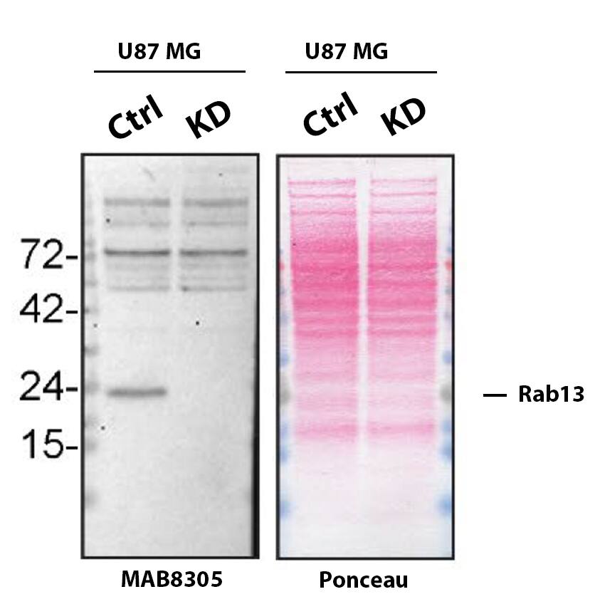 Western Blot Shows Rab13 Specificity Using Knockdown Cell Line.
