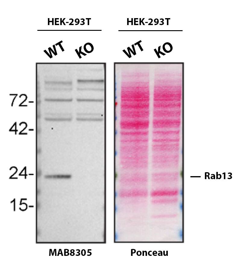 Western Blot Shows Rab13 Specificity Using Knockout Cell Line.