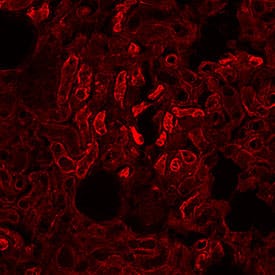 ACE-2 antibody in Rat Kidney by Immunohistochemistry (IHC-Fr).