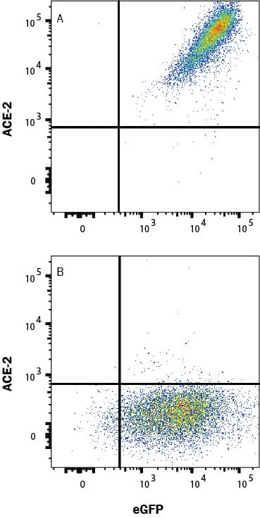 Detection of ACE-2 antibody in HEK293 Human Cell Line Transfected with Human ACE-2 and eGFP antibody by Flow Cytometry.