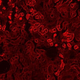 ACE-2 antibody in Rat Kidney by Immunohistochemistry (IHC-Fr).