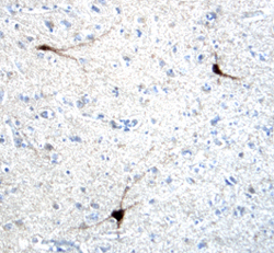 nNOS antibody in Human Brain by Immunohistochemistry (IHC-P).