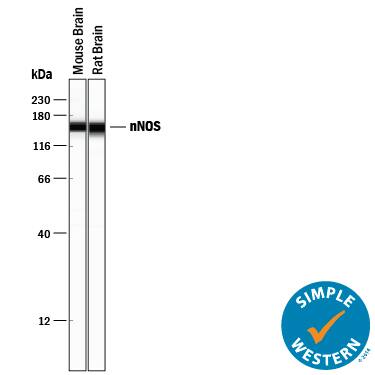 Detection of Mouse and Rat nNOS antibody by Simple WesternTM.