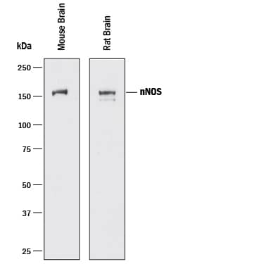 Detection of Mouse and Rat nNOS antibody by Western Blot.