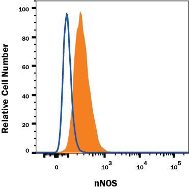 Detection of nNOS antibody in Neuro-2A Mouse Cell Line antibody by Flow Cytometry.