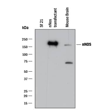 Detection of Human and Mouse nNOS antibody by Western Blot.