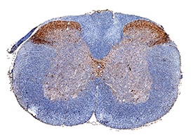 nNOS antibody in Mouse Spinal Cord by Immunohistochemistry (IHC-Fr).
