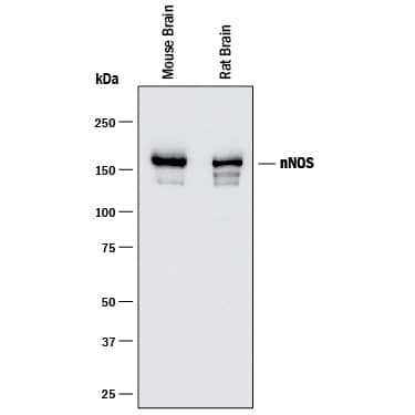 Detection of Mouse and Rat nNOS antibody by Western Blot.