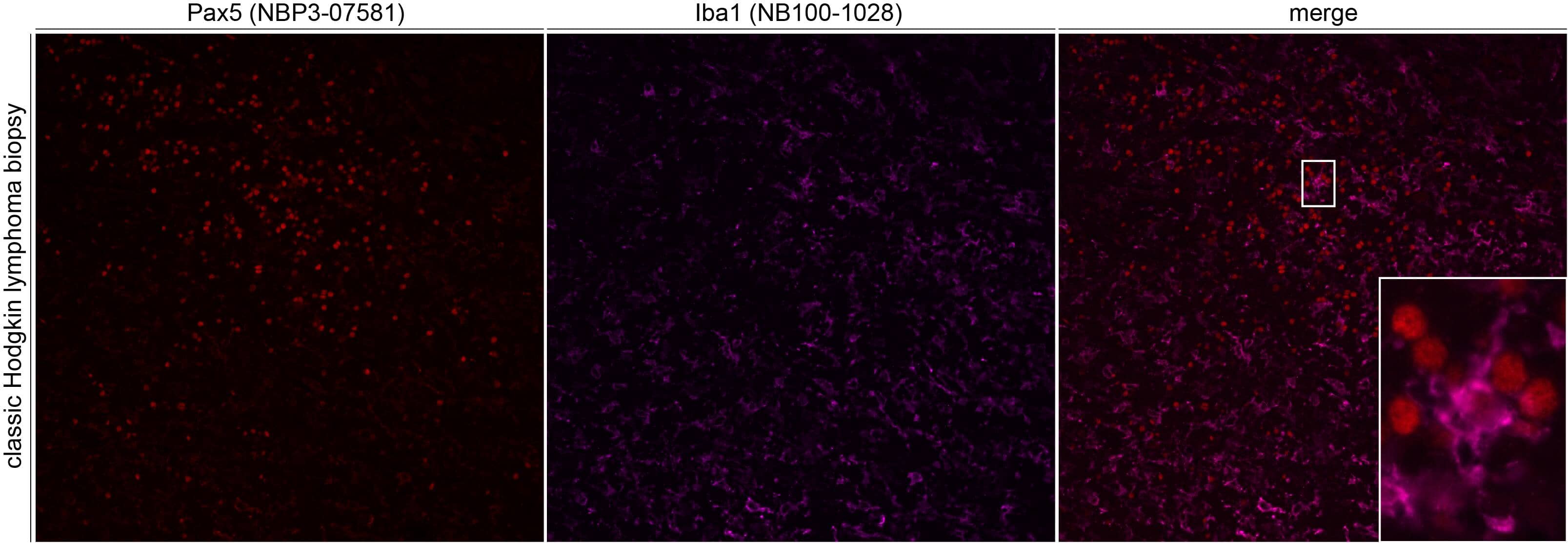AIF-1/Iba1 Antibody