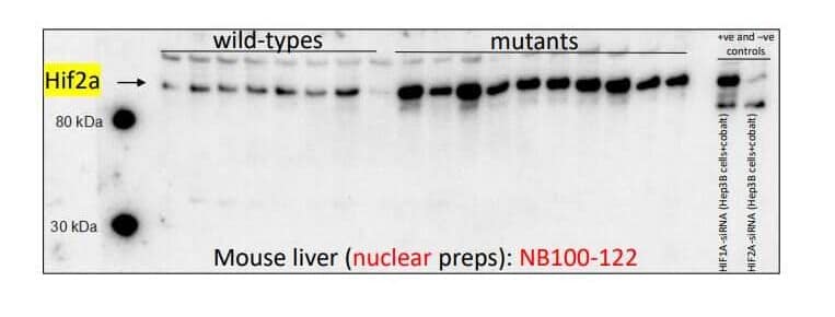 HIF-2 alpha/EPAS1 Antibody - BSA Free