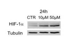 HIF-1 alpha Antibody (H1alpha67)