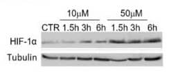 HIF-1 alpha Antibody (H1alpha67)