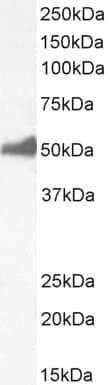 FOXL2 Antibody