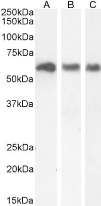 KPNA3 Antibody