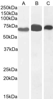 EHD2 Antibody