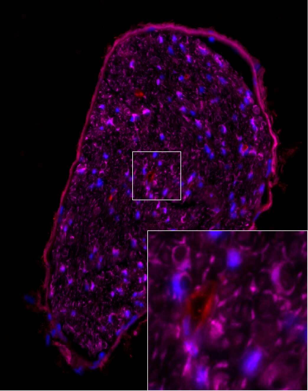GFP Antibody - BSA Free (NB100-1614) by Novus, Part of Bio