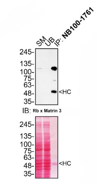 Matrin 3 Antibody