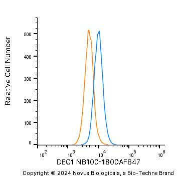 DEC1 Antibody - BSA Free